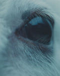 Alternative view 2 of Lamb [4K Ultra HD Blu-ray]