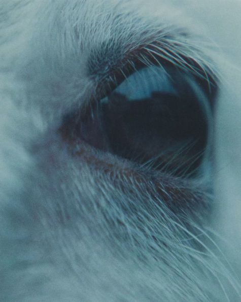 Lamb [4K Ultra HD Blu-ray]