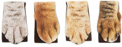 Alternative view 2 of Magnetic Cat Paw Bookmarks