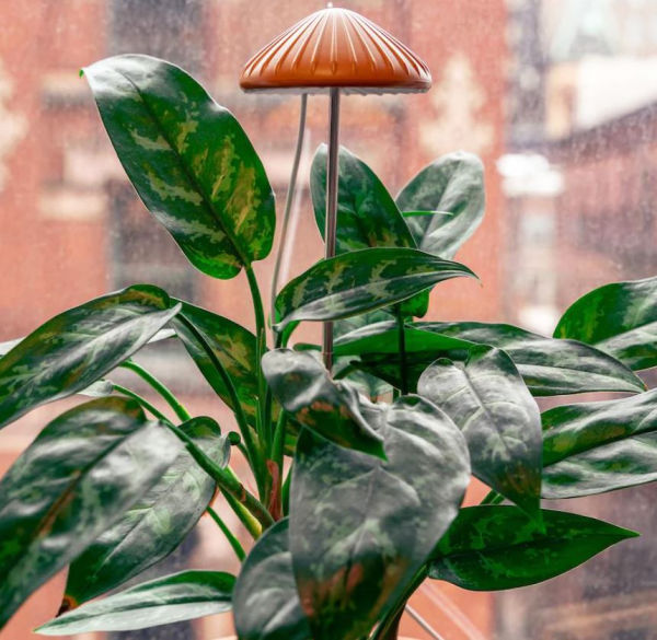 Mushroom Grow Light