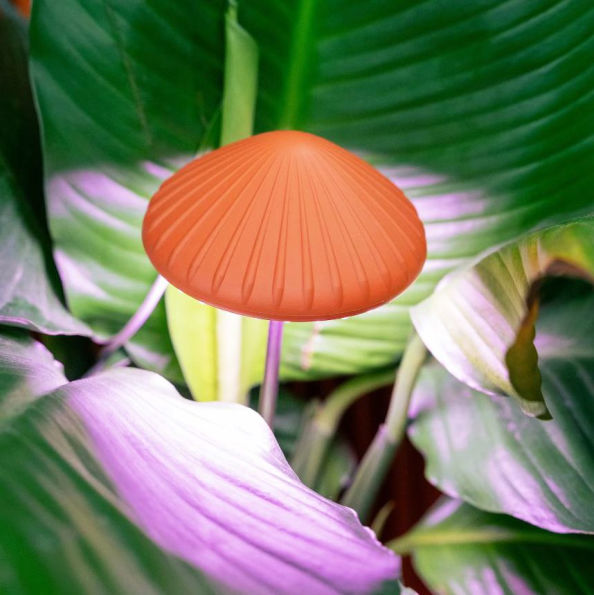 Mushroom Grow Light
