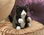 Alternative view 3 of Tuxedo Kitten