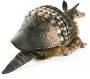 Alternative view 2 of Armadillo Puppet