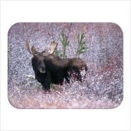 Title: McGowan TT99882 Tuftop Christmas Moose Cutting Board- Medium