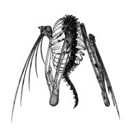 Title: Heterocetera, Artist: Lotic