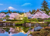 Alternative view 3 of 1000 Piece Jigsaw Puzzle Cherry Blossoms