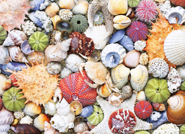 1000 Piece Seashore Puzzle