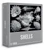 Shells 1000pc Puzzle