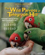 The Wild Parrots of Telegraph Hill [Blu-ray]