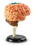 Alternative view 1 of Brain Anatomy Model