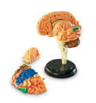 Alternative view 2 of Brain Anatomy Model