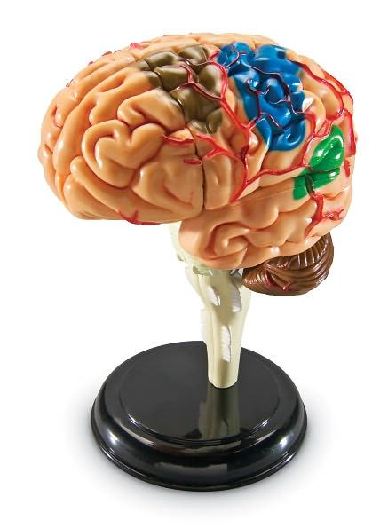 Brain Anatomy Model