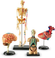 Title: Learning Resources Anatomy Models Bundle