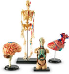 Alternative view 1 of Learning Resources Anatomy Models Bundle