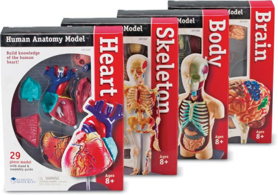 Learning Resources Anatomy Models Bundle | 765023033380 | Item | Barnes