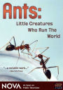 NOVA: Ants - Little Creatures Who Run the World