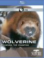 Nature: Wolverine - Chasing the Phantom [Blu-ray]