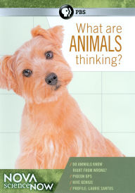 Title: NOVA scienceNOW: What Are Animals Thinking?