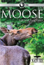 Nature: Moose - Life of a Twig Eater