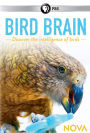 NOVA: Bird Brain