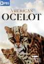 Nature: American Ocelot