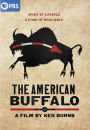 The American Buffalo