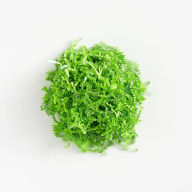 Title: Iridescent Green Shred