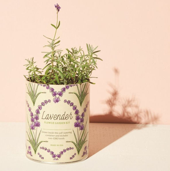 Lavender Waxed Planter Grow Kit