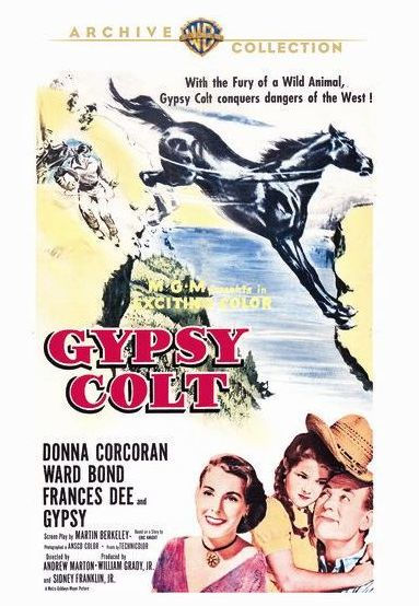 Gypsy Colt