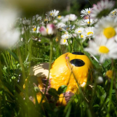 wetmore forest tumblebee