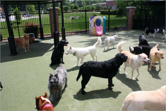 Dog Boarding Kennel Start Up Sample Business Plan By Bplan Xchange Dog Boarding Kennel Start Up Sample Business Plan