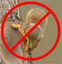 Build an Extreem Green Squirrel-Proof Bird Feeder