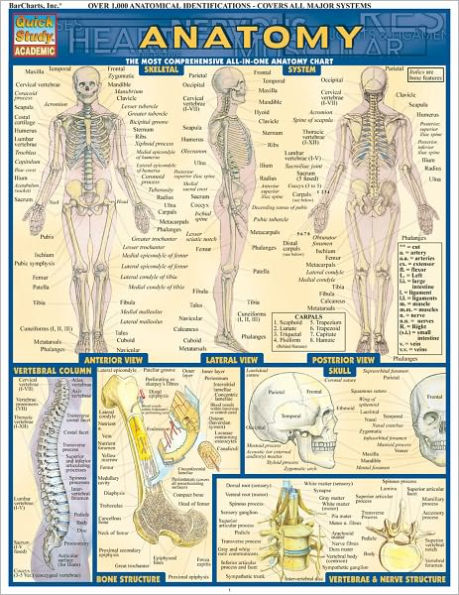 Anatomy