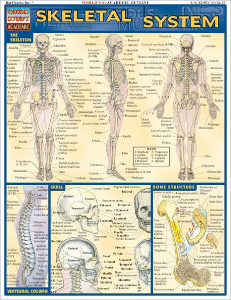 Skeletal System