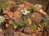 Title: Making A Rock Garden, Author: H. S. Adams