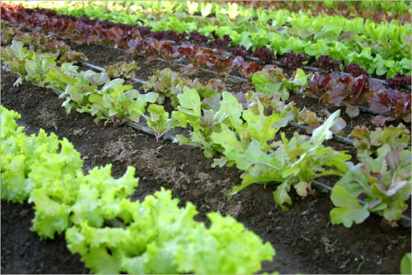 Organic Gardening for Beginners