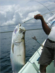 Title: How to Catch Grouper, Author: Fisherman Bob