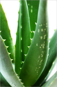 Title: Aloe Vera Secrets Revealed: The healing powers of a miraculous plant, Author: David Mcgovern