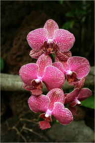 Title: Orchids: The Queen of Fragrant Plants, Author: Lady Orchid