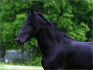 Title: Black Beauty, Author: Sewell Anna
