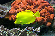 Title: Something Fishy: All About Buying and Maintaining an Aquarium, Author: Trina Flarity