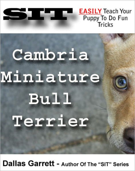 How To Train Your Cambria Miniature Bull Terrier To Do Fun Tricks