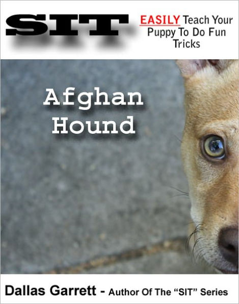 How To Train Your Afghan Hound To Do Fun Tricks