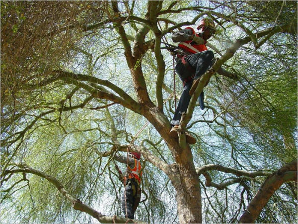Tree Trimming Removal Service Start Up Sample Business Plan!