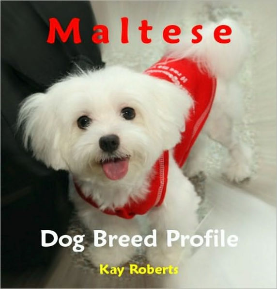 Maltese Dog Breed Profile