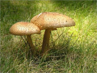 Title: Studies of American Fungi. Mushrooms, Edible, Poisonous, etc. [Illustrated], Author: George Atkinson