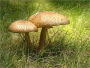 Studies of American Fungi. Mushrooms, Edible, Poisonous, etc. [Illustrated]