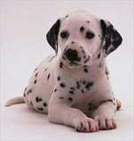 Title: The Polka-Dotted Puppy, Author: Stonger