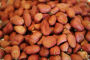 The Peanut Plant Its Cultivation And Uses [Illustrated]