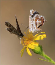 Title: Social Life in the Insect World [Illustrated], Author: J. H. Fabre